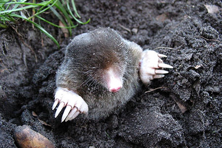 mole