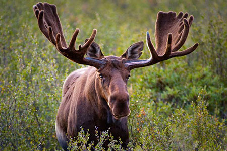 moose