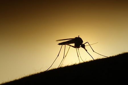 mosquito