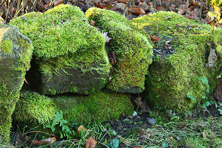 moss