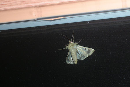 moth