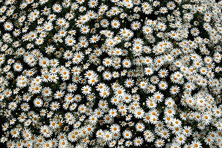 multitude