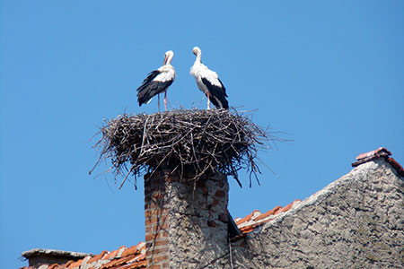 nest