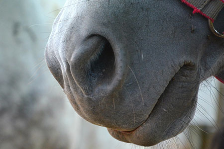 nostril