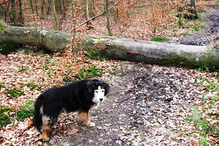 obstacle