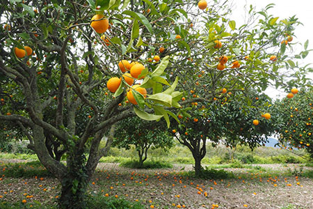 orchard