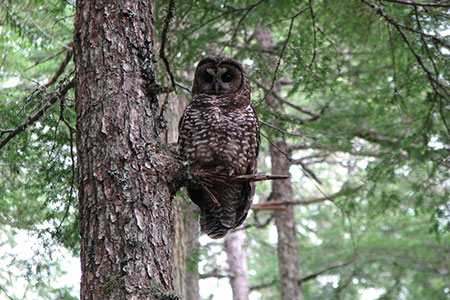 owl