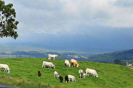 pasture