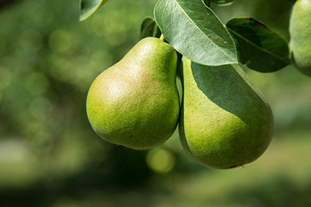 pear