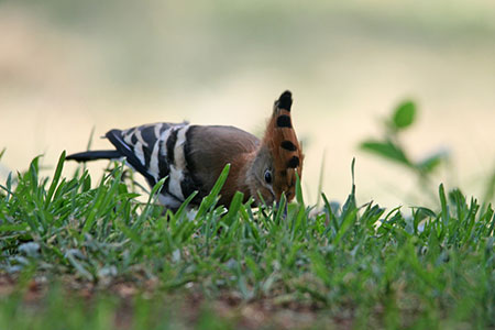 peck