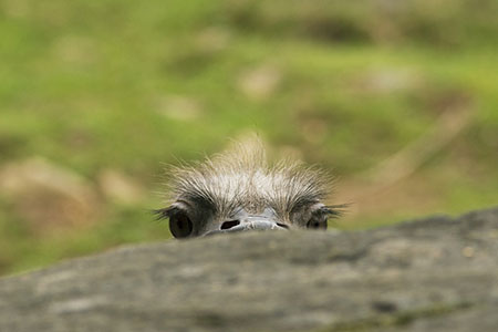 peek