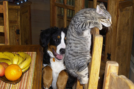 pet