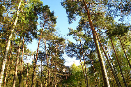 pine