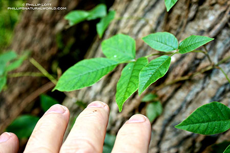 plant