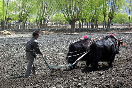 plow (plough)