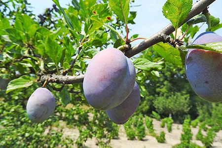 plum