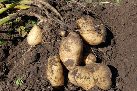 potato