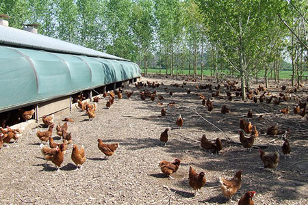 poultry