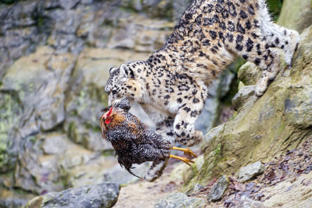 prey
