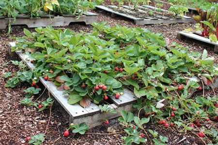 propagate