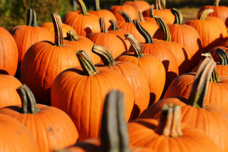 pumpkin