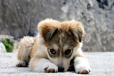 puppy