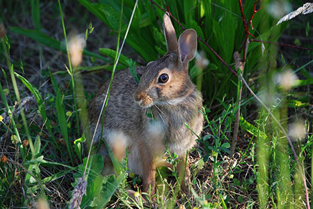 rabbit
