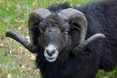 ram