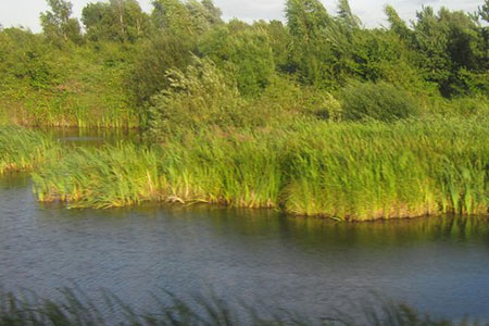 reed