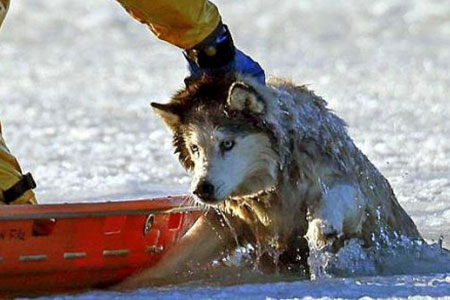 rescue