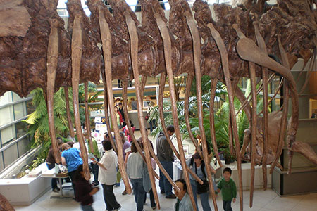 rib
