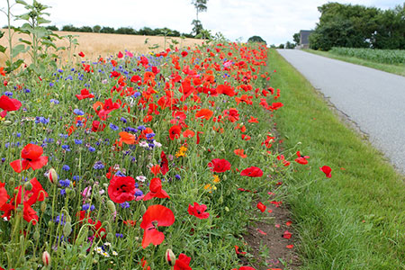 roadside