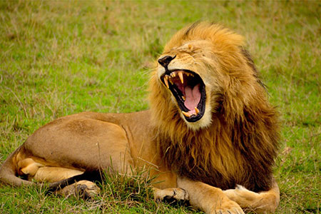 roar