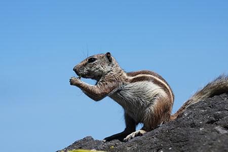 rodent