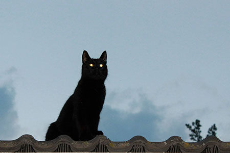 roof