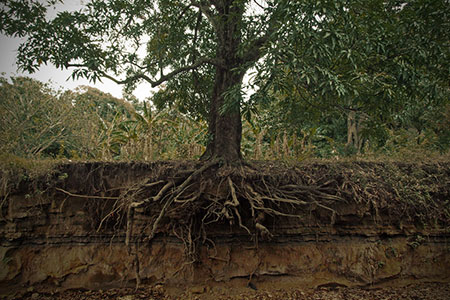 root