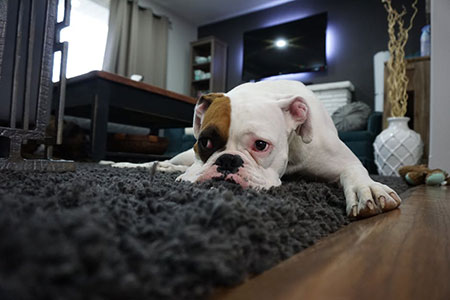 rug