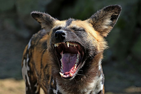scream