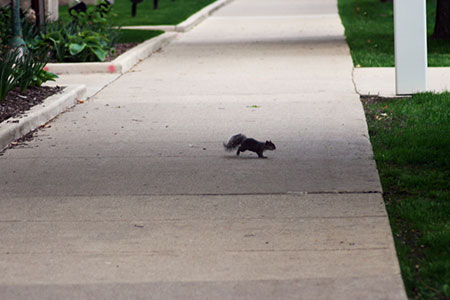 scurry