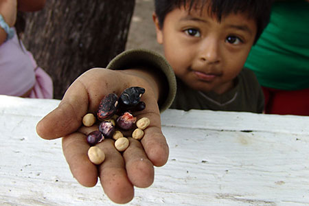 seed