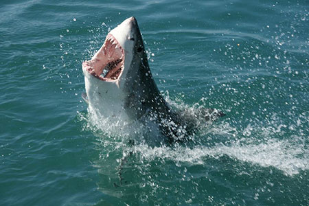 shark
