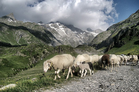 sheep