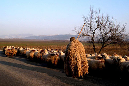 shepherd