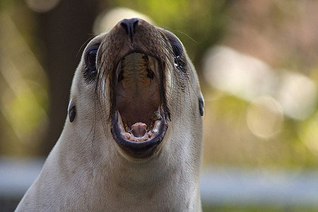 shout