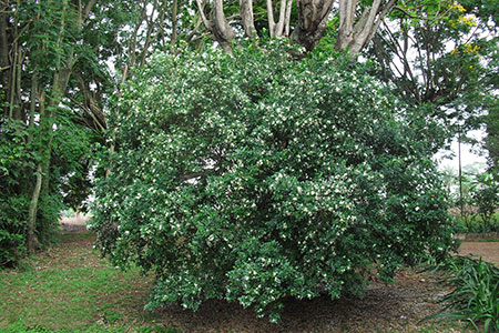 shrub