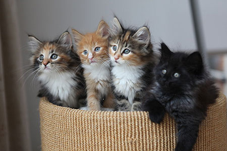 siblings