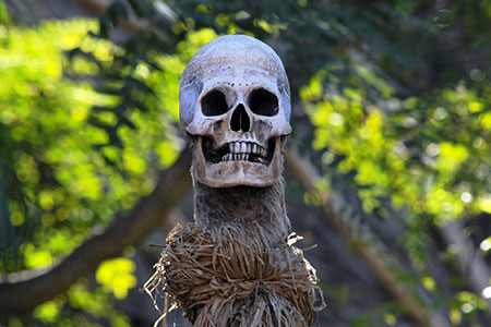 skull