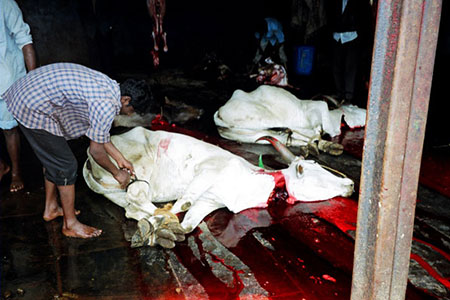 slaughter