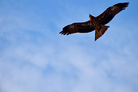 soar
