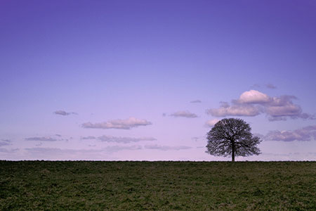 solitary